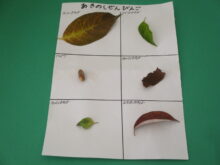 れもん組　秋の自然ビンゴ